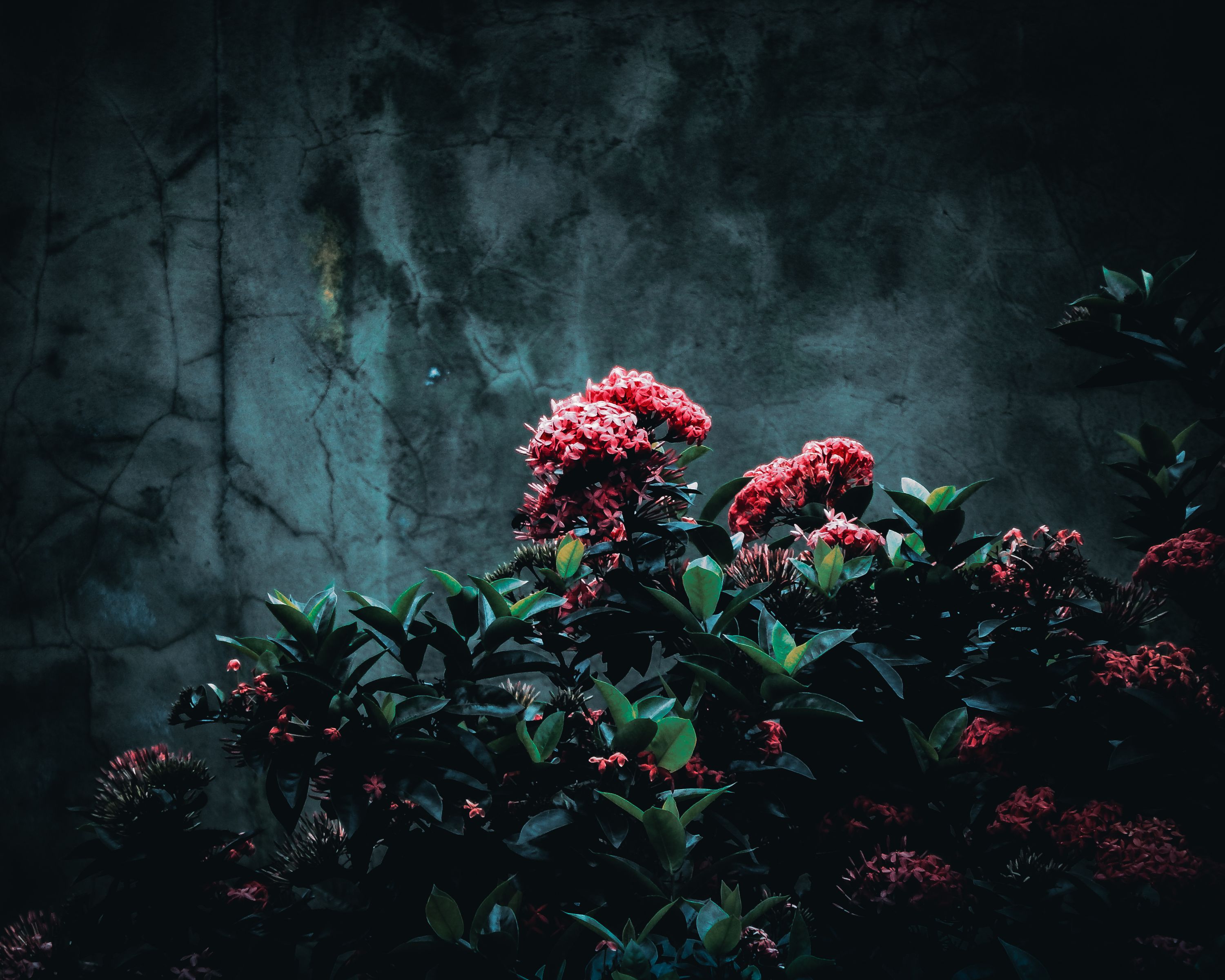 FLOWER EDIT